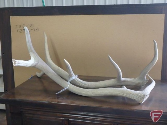 Set of unmounted antlers, one with broken point