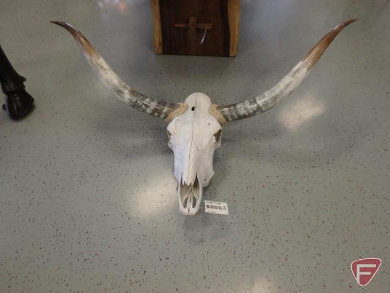 Longhorn skull with horns