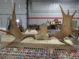 Unmounted antlers, approx 36inW, shotgun shells, Sorel boots, Size 12,
