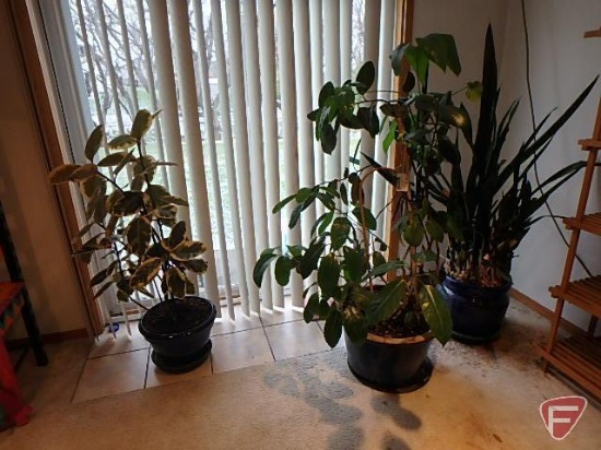 (3) potted live plants, tallest is approx 5 ft. All 3