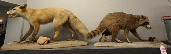 Taxidermy fox and raccoon, fox is approx 32" L x 15" H, raccoon is approx. 25" L x 12" H