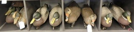 Duck decoys & (1) diving duck decoy. Carry-Lite Milwaukee paper composite, Carry-Lite Sport-Plast