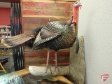 Taxidermy turkey hen and taxidermy plaque with turkey tail, breast beard and leg spurs