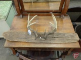 11point antlers mounted on wood piece