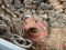 (2) 55 gallon drums, (2) wheel weights, tubing, angle iron, cable with hook, wire cable chokers,