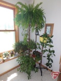 Large asst. houseplants, stands South corner of room