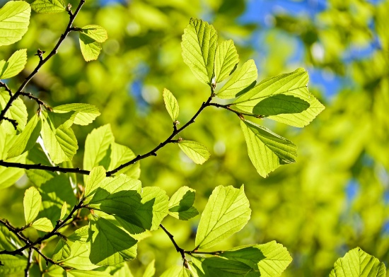 Kahnke Brothers Tree Farm Inventory Reduction