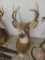 8-point mounted deer head