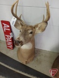 8-point mounted deer head