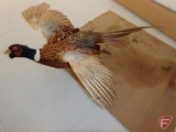 Pheasant rooster taxidermy