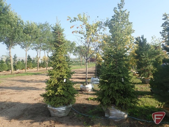 (2) Black Hill Spruce, 7 to 8'