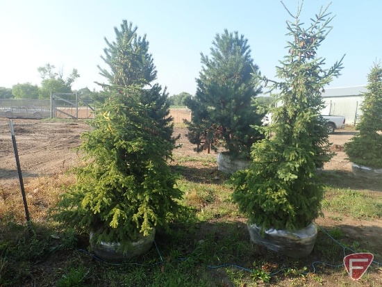 (2) Black Hill Spruce, 7 to 8'