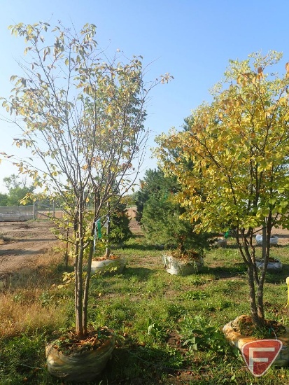 (2) Japanese Tree Lilac, 8'