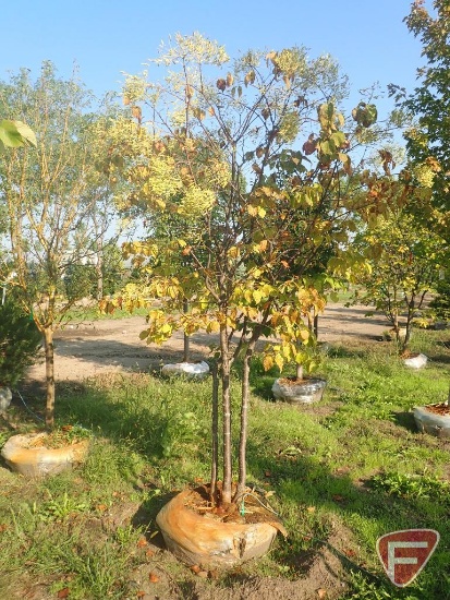 Japanese Tree Lilac, 8'