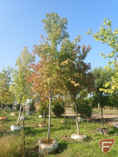 (2) Autumn Blaze Maple, 2 1/2"