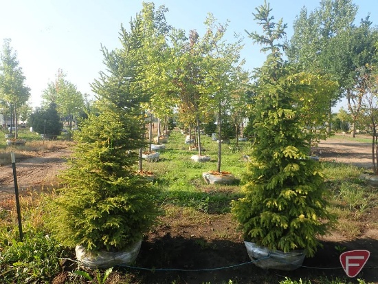 (2) Black Hill Spruce, 7 to 8'