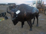 Life Size Aluminum Buffalo