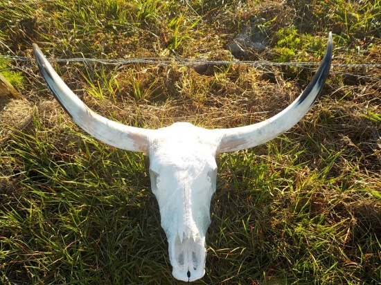 Long Horn Skull