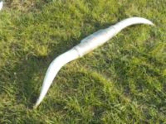 Long Horn