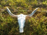 Long Horn Skull