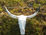 Long Horn Skull