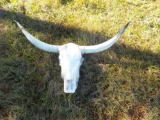 Long Horn Skull