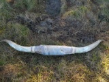 Long Horn