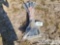 Unused Rhino Rugged HD Contractor Square Fiberglass D-Handle Shovel #RR-210 (4 of)