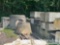 Misc Cement Pieces