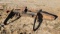 Truck Bumper w/ Receiver Hitch