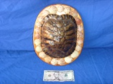 Turtle shell mounted