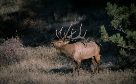 ARKANSAS ELK TAG