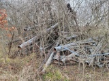 LOT WITH 6