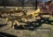 DICKEY PARA-TILL,  4 ROW