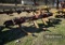 RIPPER/BUSTER,  4 ROW