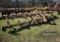 CHISEL PLOW