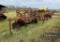 RHINO LEVEE PLOW,  3PT,