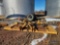 WOODS TS1680 ROTARY CUTTER,