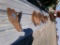 (38) PLOW POINTS,