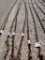 LOG CHAIN,  W/ HOOKS,
