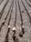 LOG CHAIN,  W/ HOOKS,