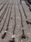 LOG CHAIN,  W/ HOOKS,