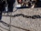LARGE CHAIN,  NO HOOKS