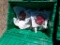 BOX TAIL LAMP ASSEMBLY,