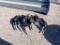 (10) GAS FUEL NOZZLES,  1/2