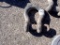 CLEVIS,  MEATL 1 3/4