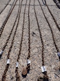 LOG CHAIN,  W/ HOOKS,