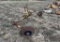 Burch Water Furrow Plow