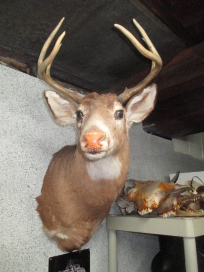 Deer Mount