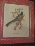 Trogon Ambiguus Bird Print - Frame 24
